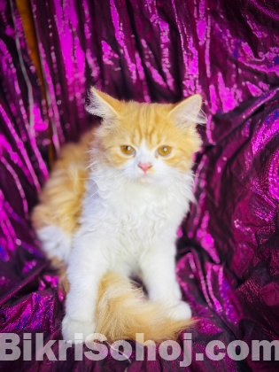 Persian cat